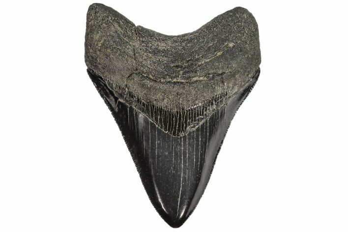 Serrated, Fossil Megalodon Tooth - Grey Enamel #107255